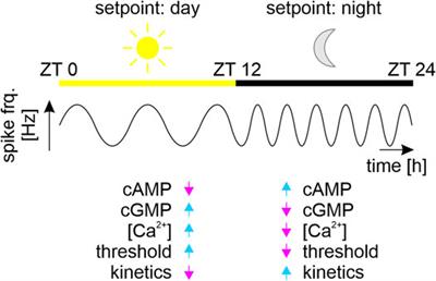 Contribution of membrane-associated oscillators to biological timing at different timescales